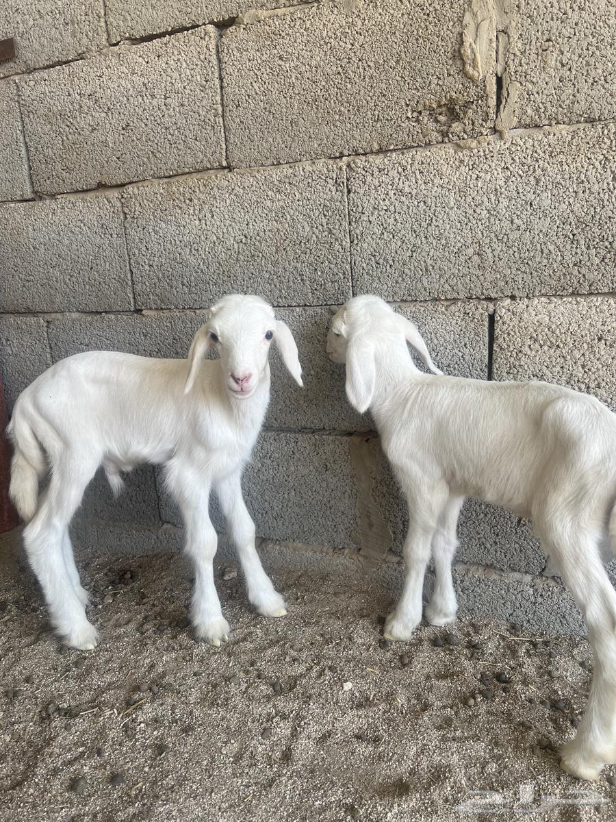 Hariyat Mutaouim 3 with her 664461282237698112