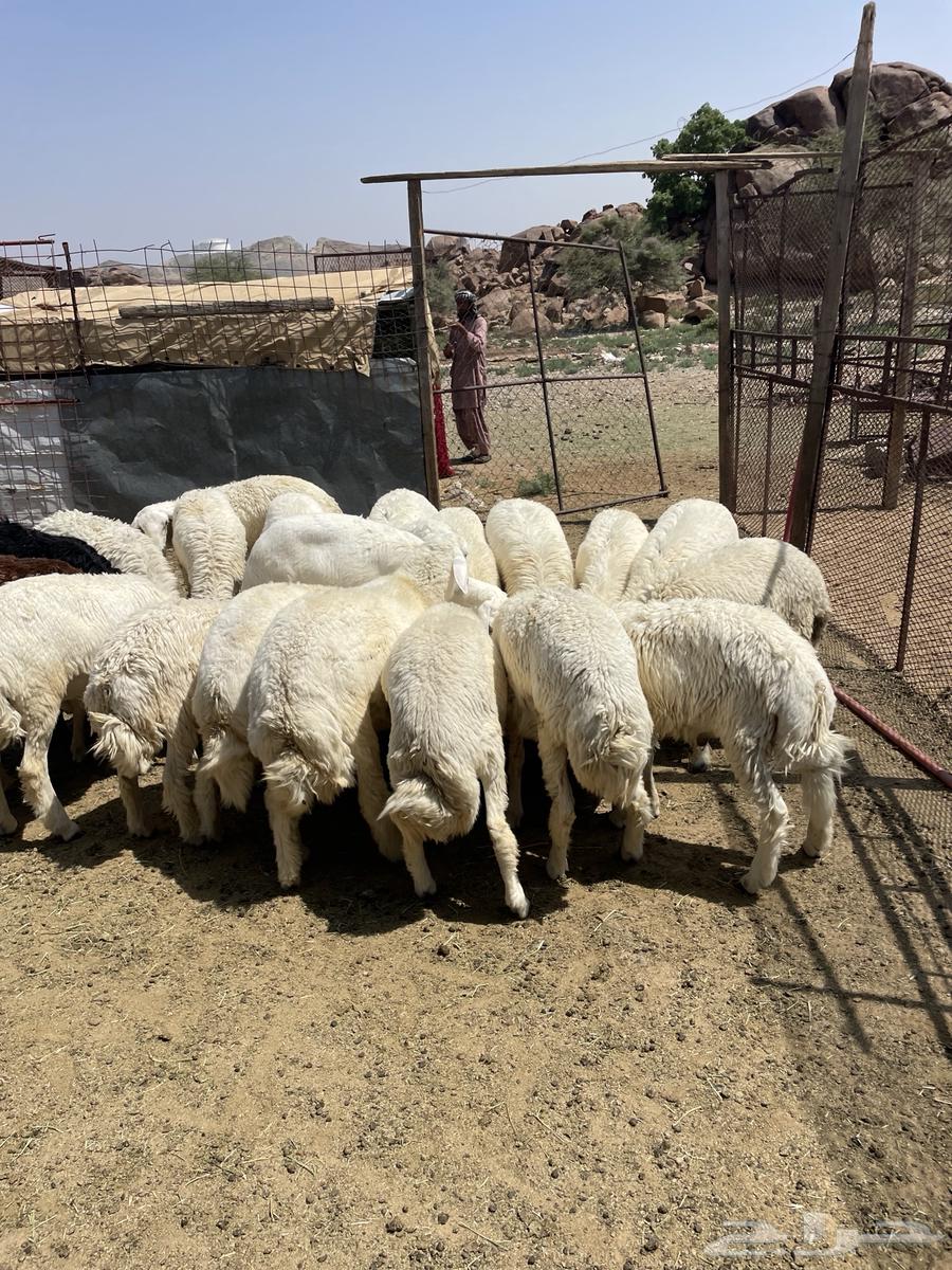 طليان ورخال حري64460161122947112