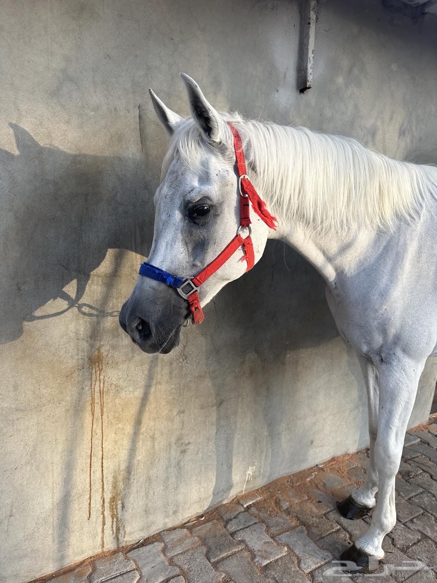 للبيع فرس مصريه مستورده64461499340161110