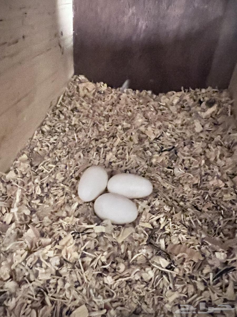 Pistachio of the day produced64459229446529110