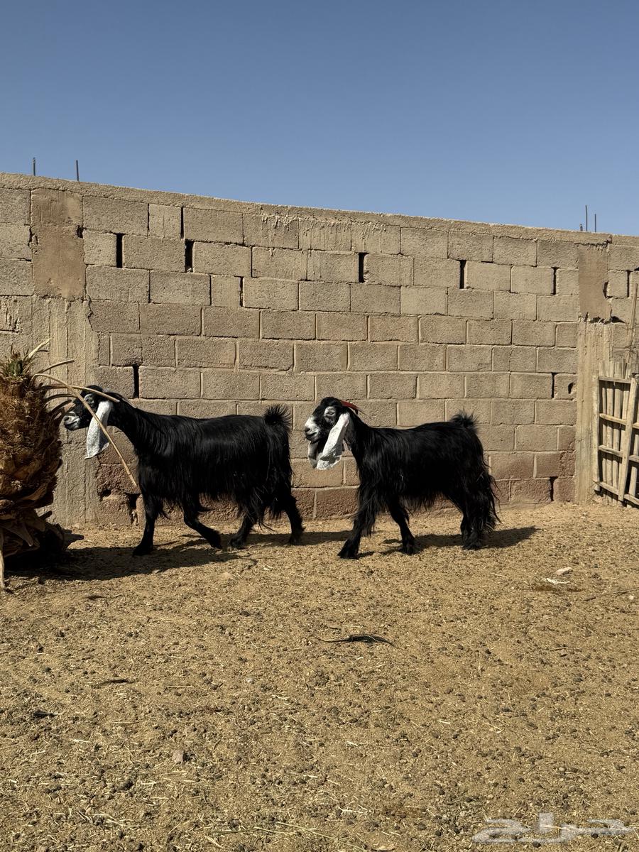 للبيع معزا عوارض صنف64460762052867114