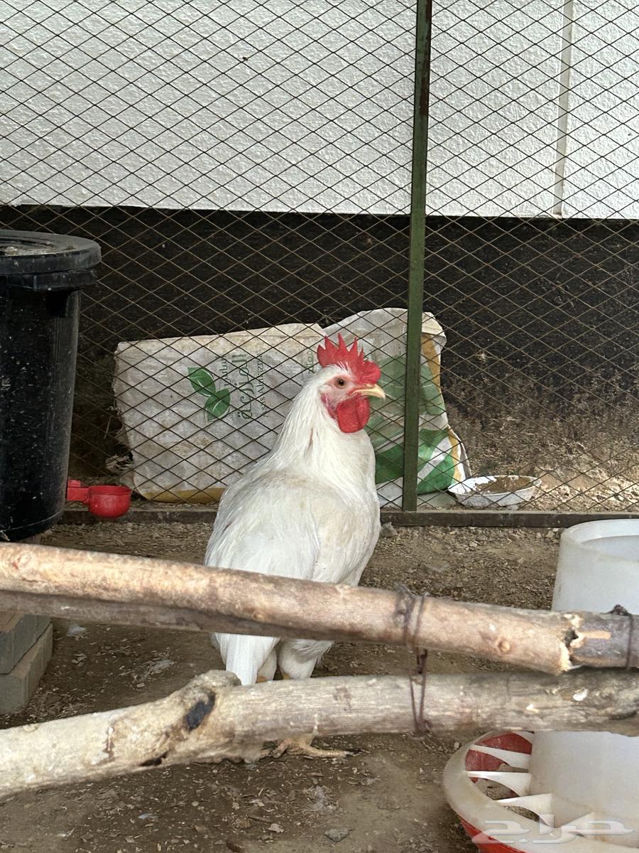 ديوك لوهمان براون64462130944643110