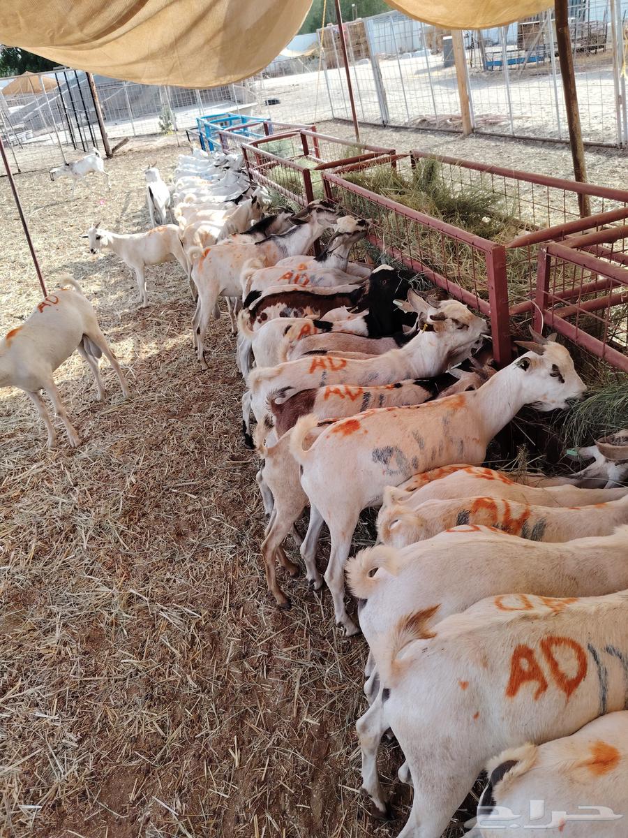 تيوس وقعدان صومالي جديده التفريد والجمله64460024131969113