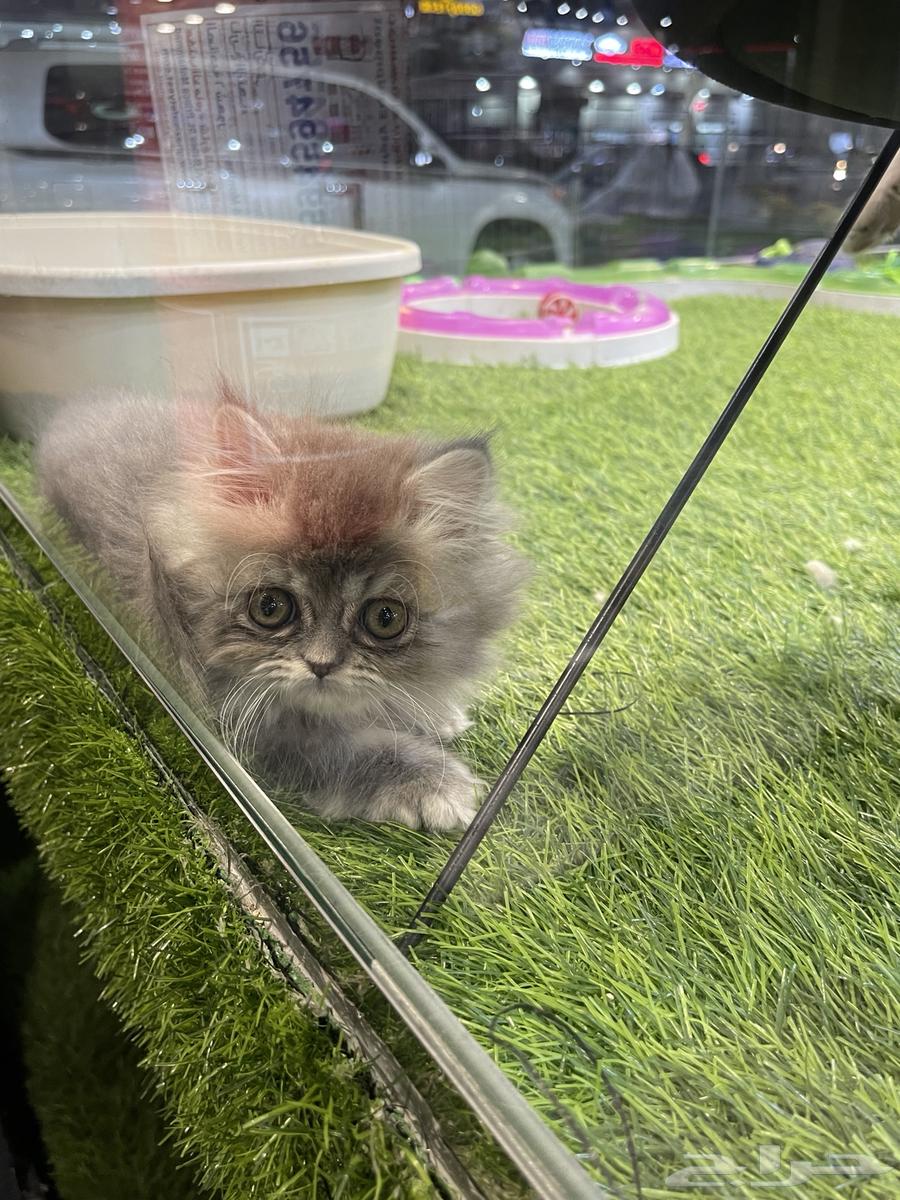 قطط سكوتش للبيع64462678961283113