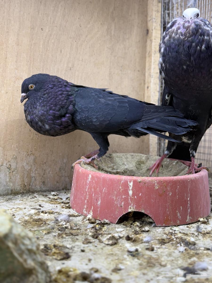 نفاخ سنب ستيجر64462800852609111