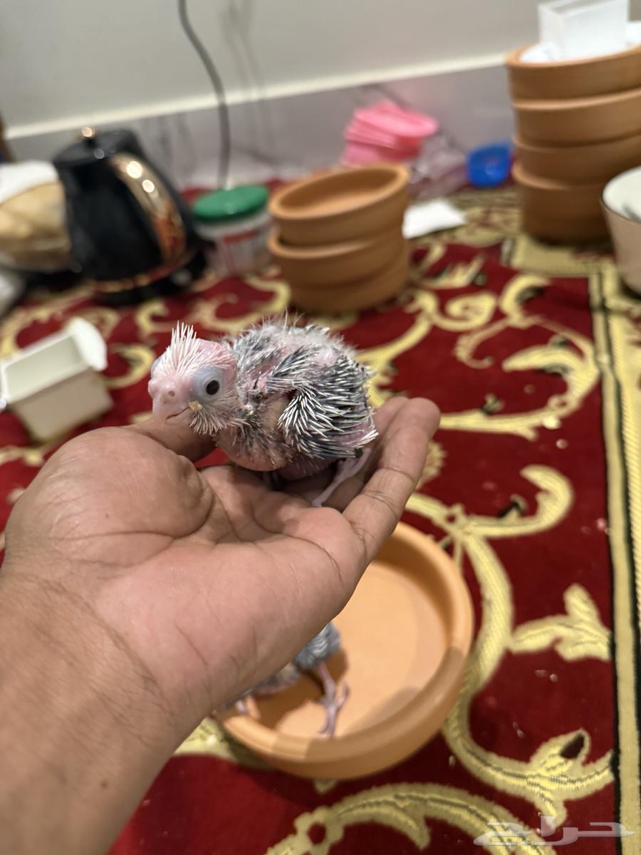 فروخ كروان هولندي ( تم البيع )64464056172291112