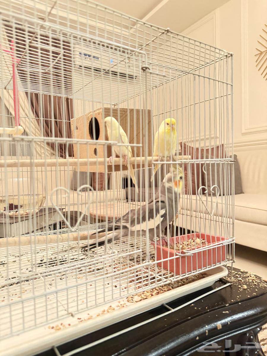 اعرض لكم كروان ذكر وجوز بادجي صحتهم ممتازه وأصواتهم جميله64464196186371110