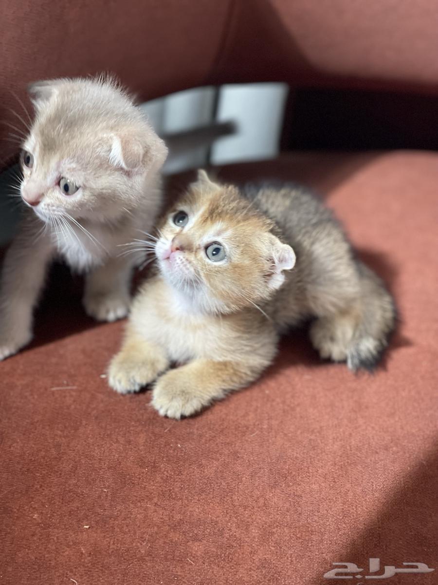 سكوتش فولد قطط صغيره كتن للبيع من اهالي مستورده64461076921731113