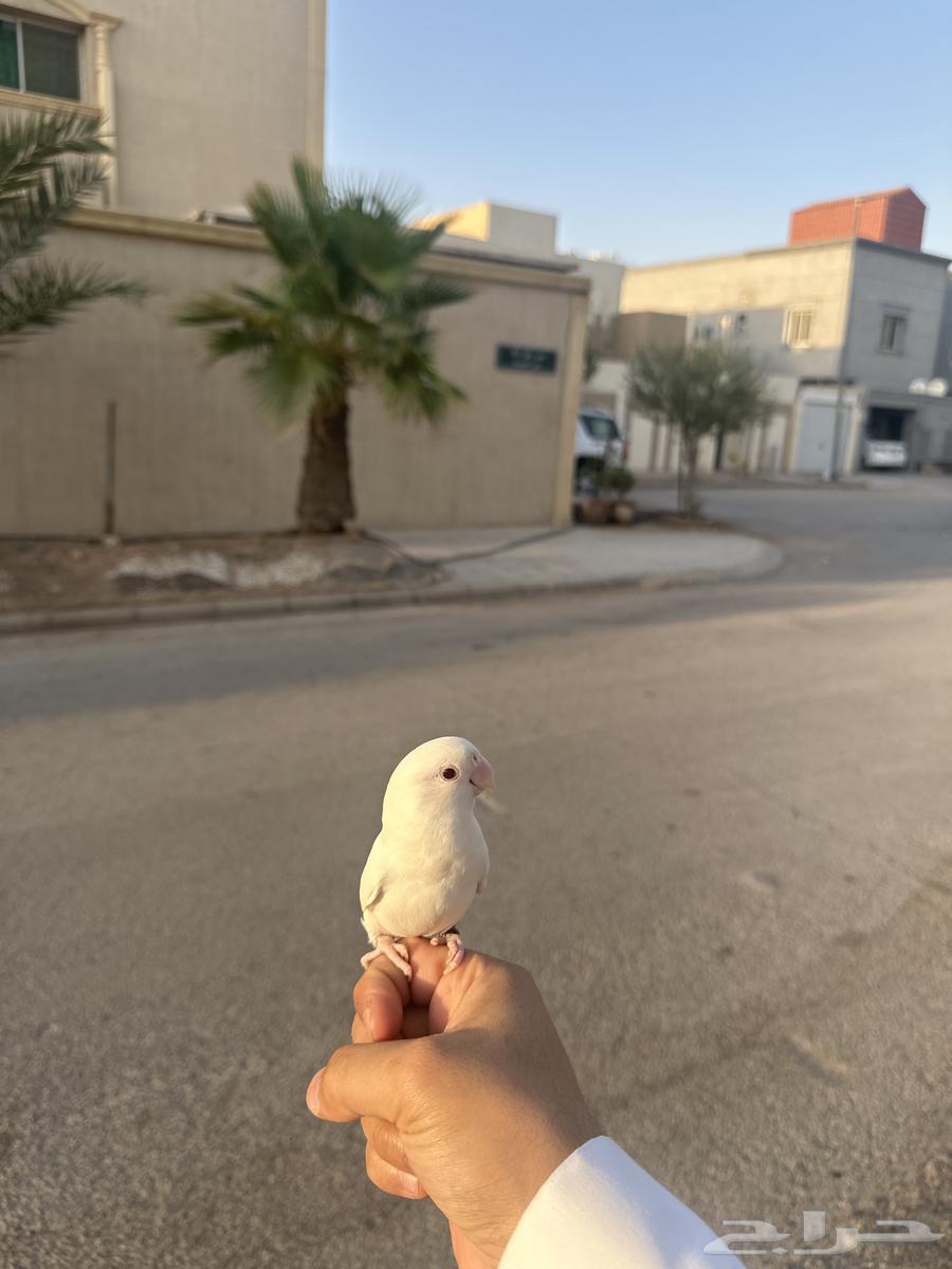 Internal and external threat bird64461517460993110