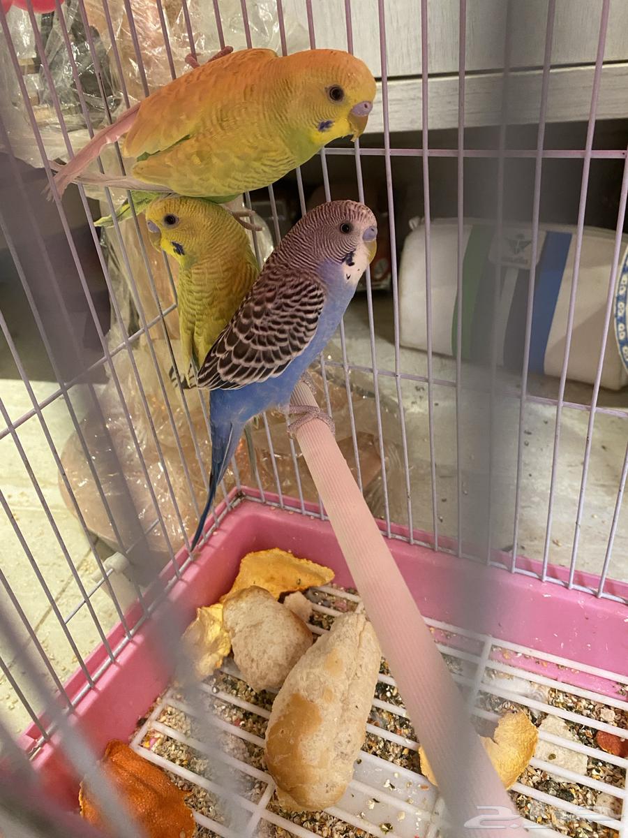 طيور بادجي64458378930947111