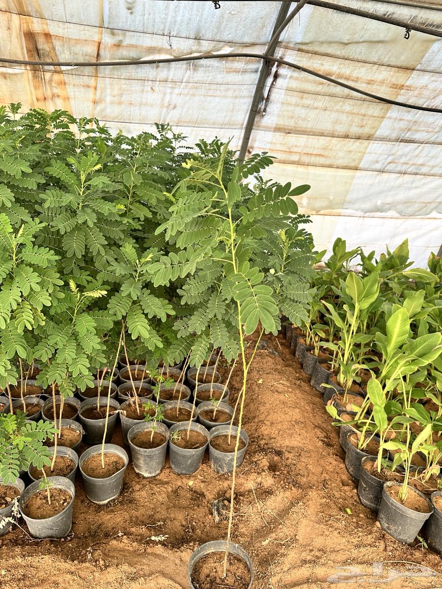 اشجار الاكاسيا جولكا الصفراء64458689330434112