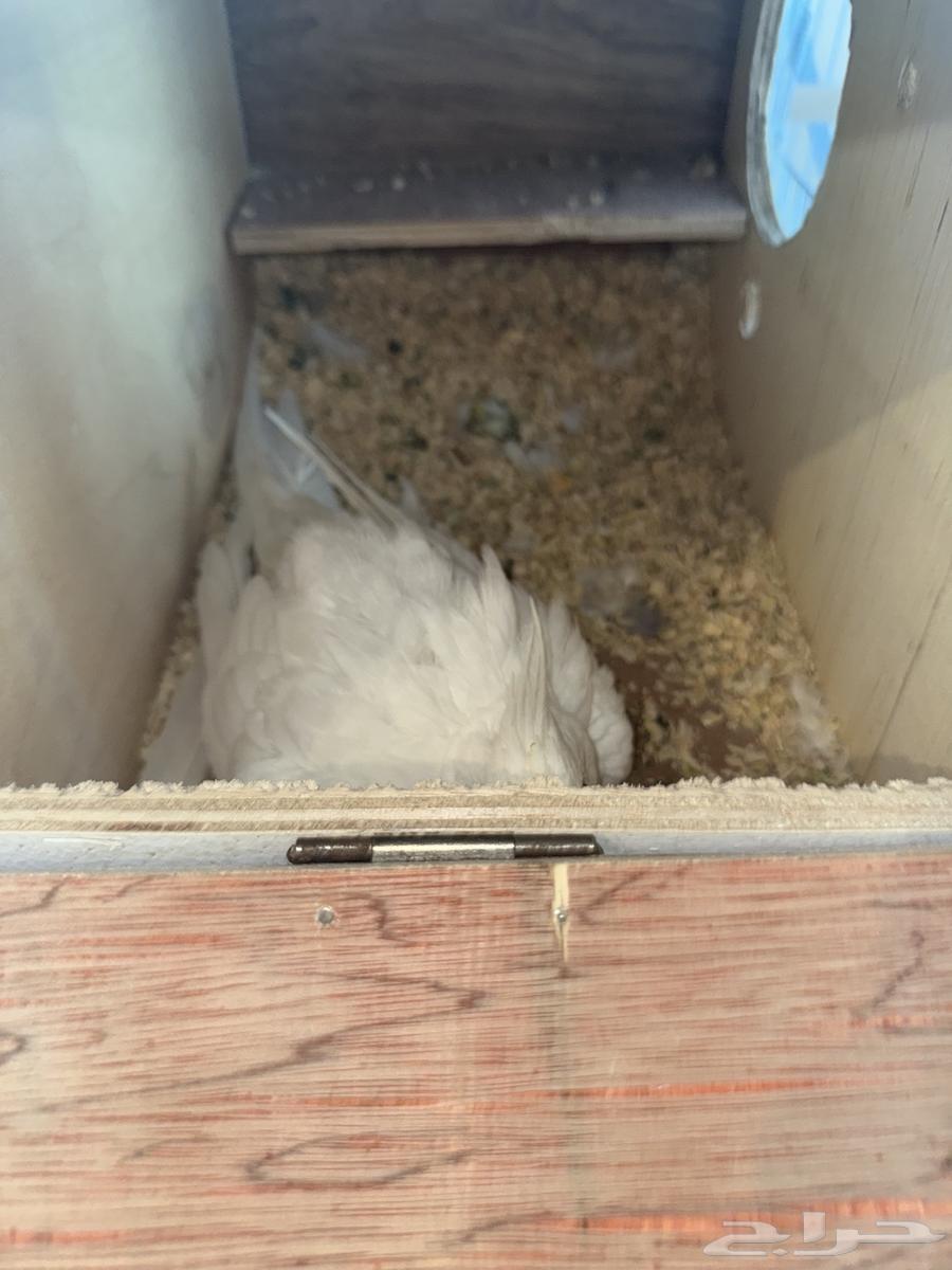 بياضات كروان ودره64460843856259114