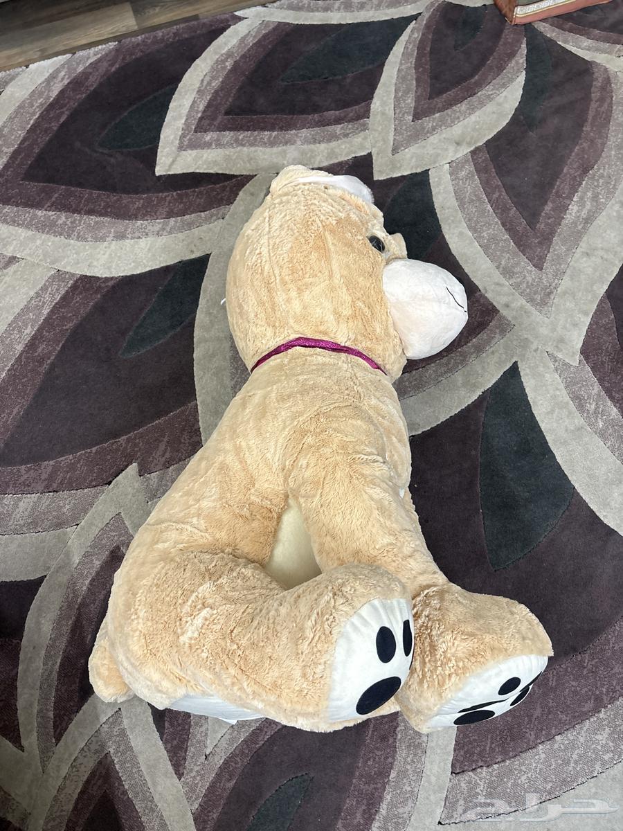 دبدبوب كبير للبيع64463944748803113