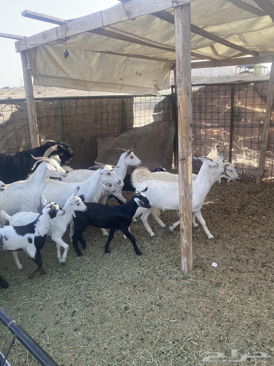 مع ا خلفات صغار تم البيع64464280537601111