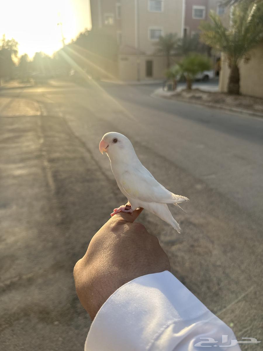 Internal and external threat bird64461517460993111