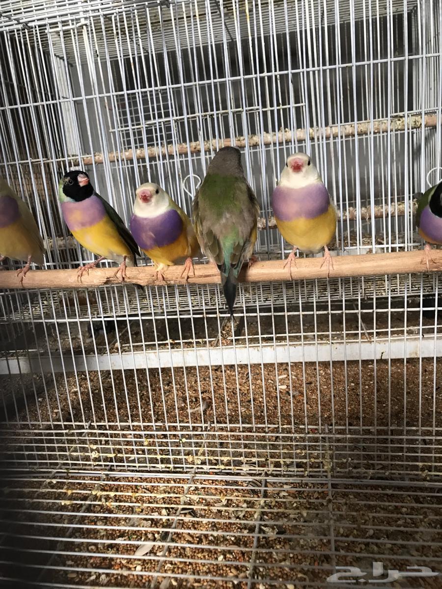 Golden64458585294339111