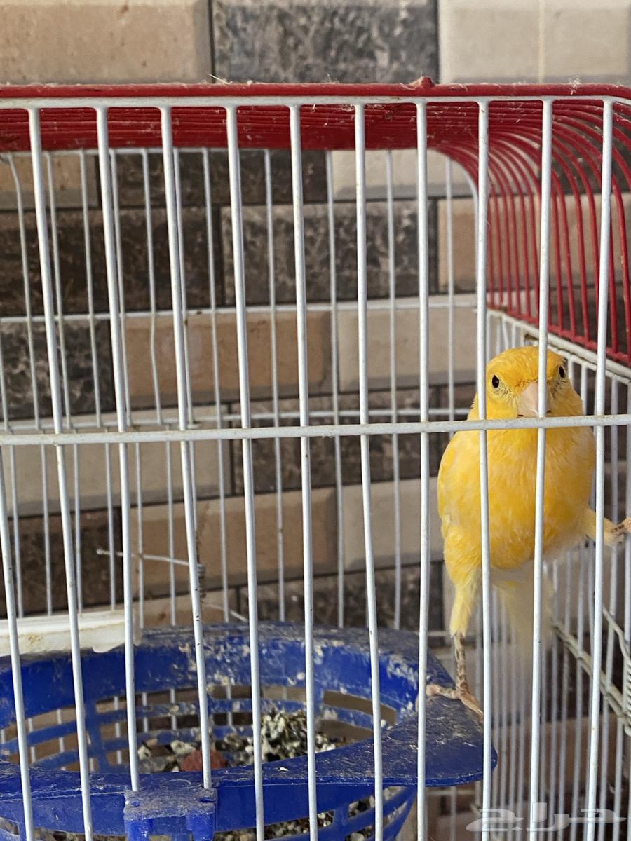 كناري للبيع64463682662529111