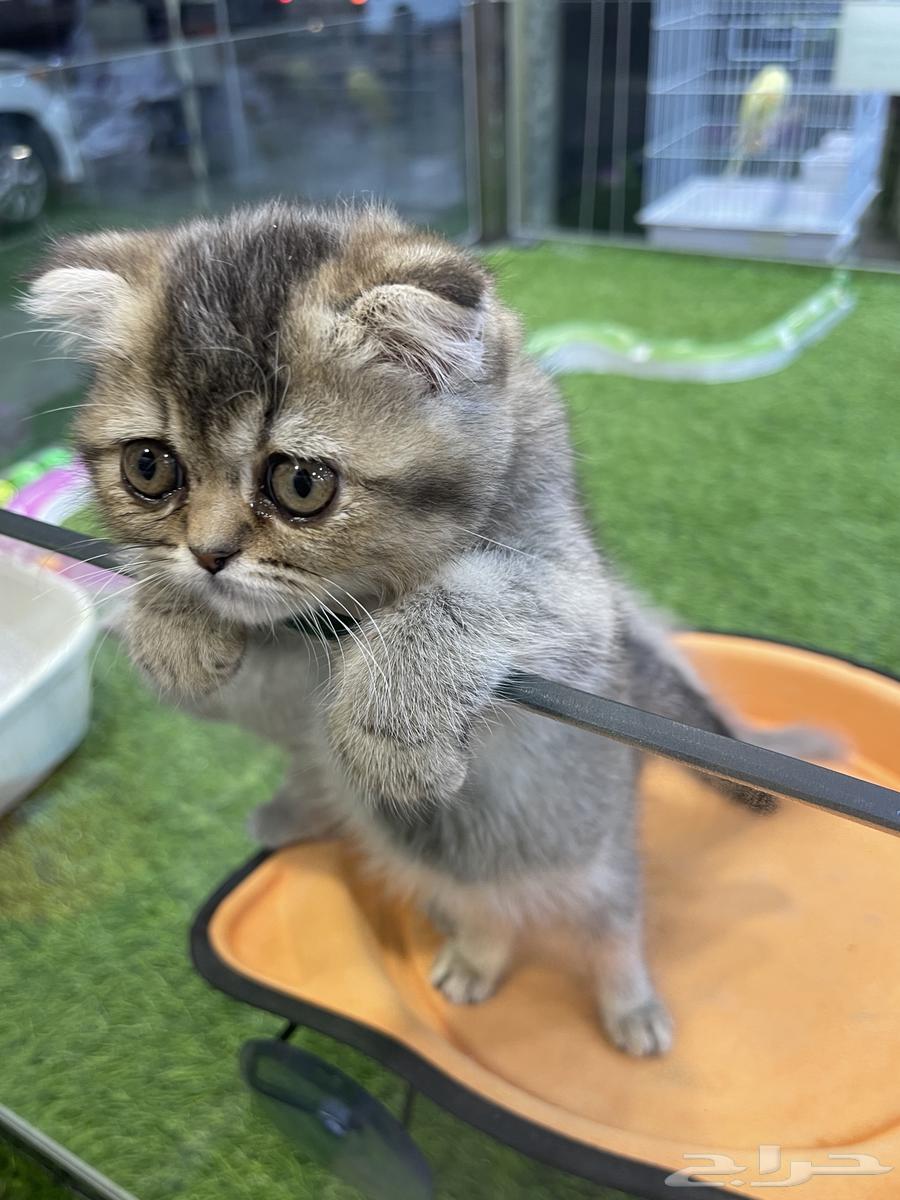 قطط سكوتش للبيع64462678961283112