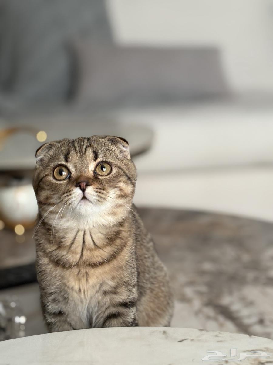 Scottish Fold Kitten64460802715777110