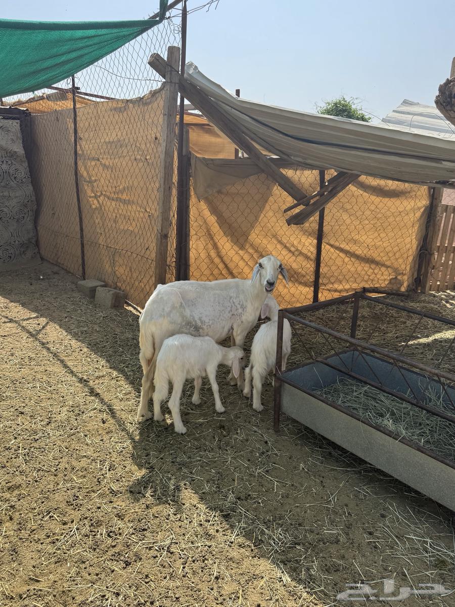 A yellow soft ewe with two speckled rams underneath64458871204226112