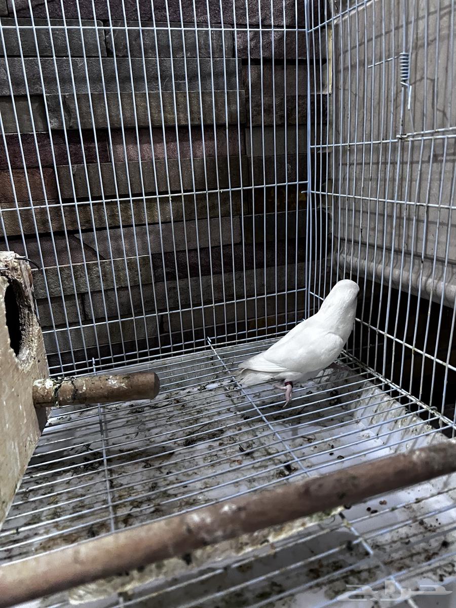 4 طيور كروان هولندية وطير روز64459260014721111