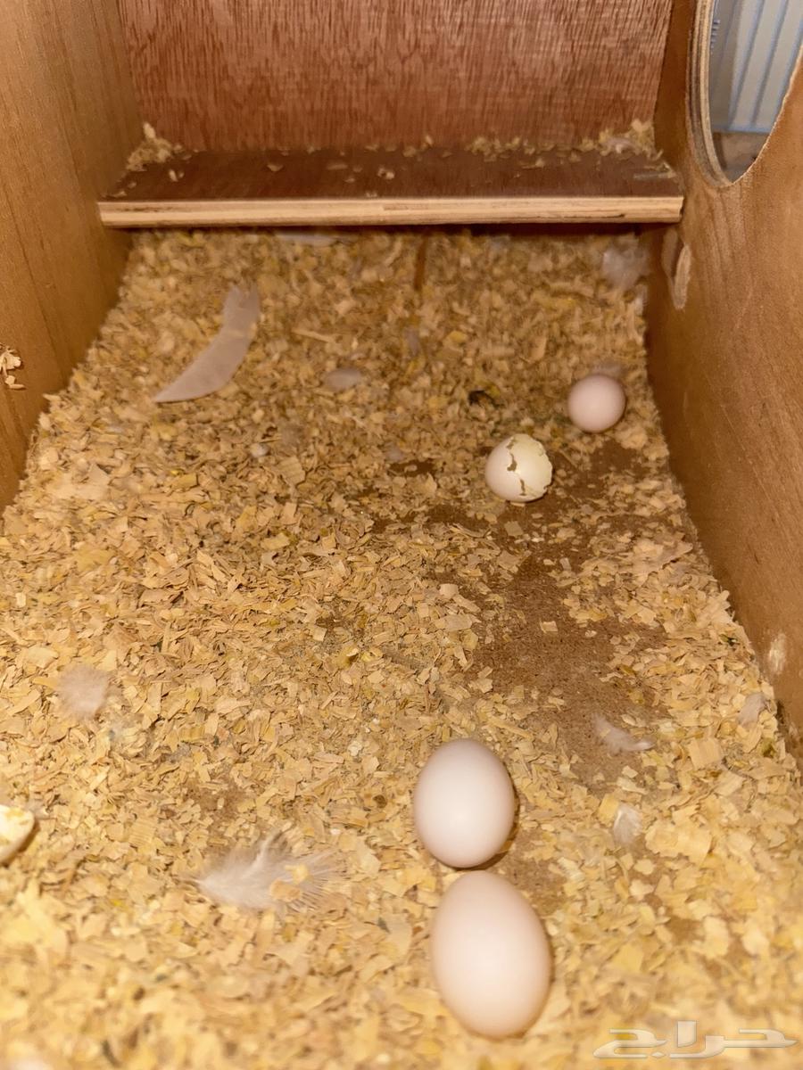 بياضات كروان ودره64460843856259113