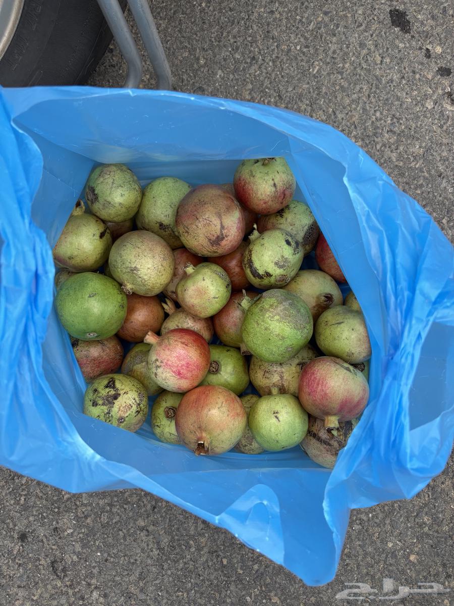 Red and fresh Taif pomegranate from Sarat Ubaida64461063024642111