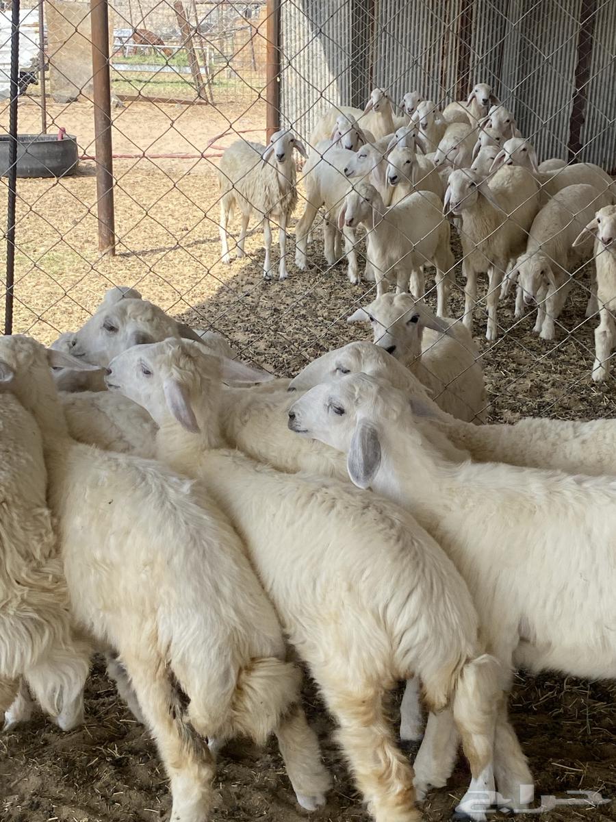 Whole or individual camel slaughter64458915904898113