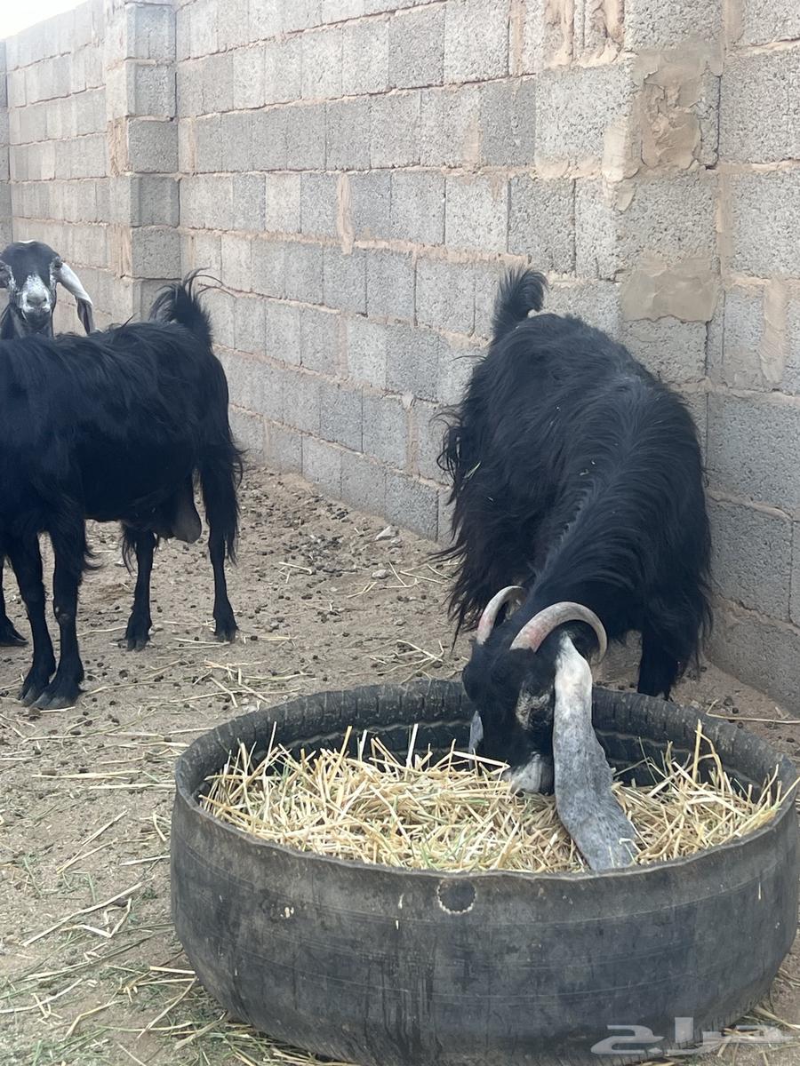 معزا عوارض 53 راس بفحولها64458659573250113