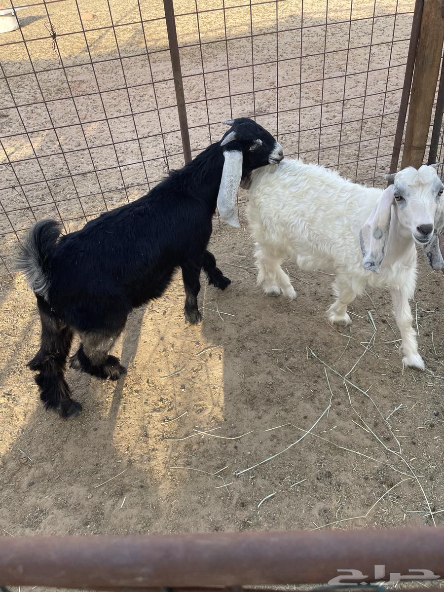 Two Goats and Three Rams64458826138754110