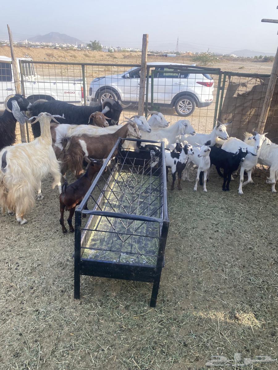 مع ا خلفات صغار تم البيع64464280537601113