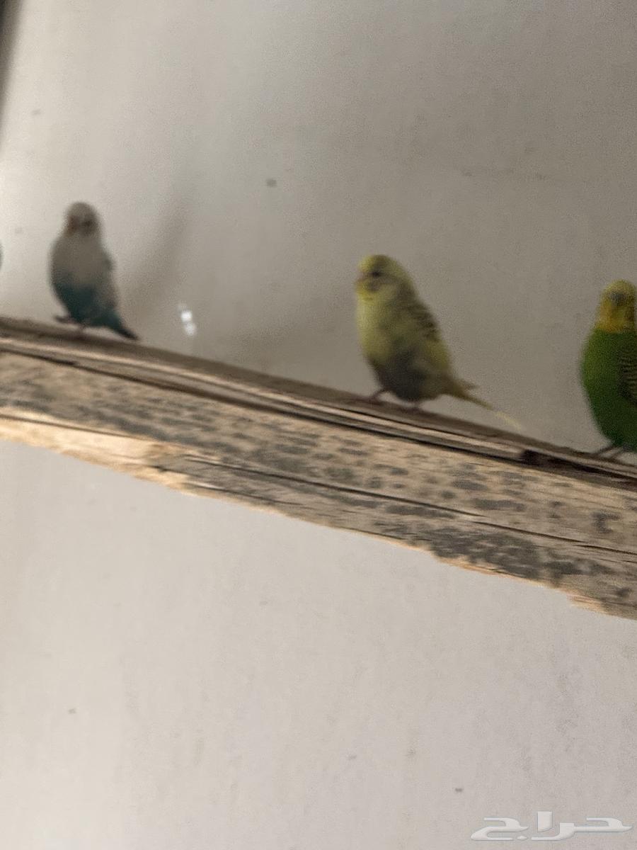 طيور حب64458689363329112