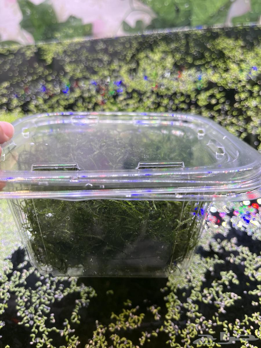 Java Moss Aquarium Plant. Javamoss64460571058691113