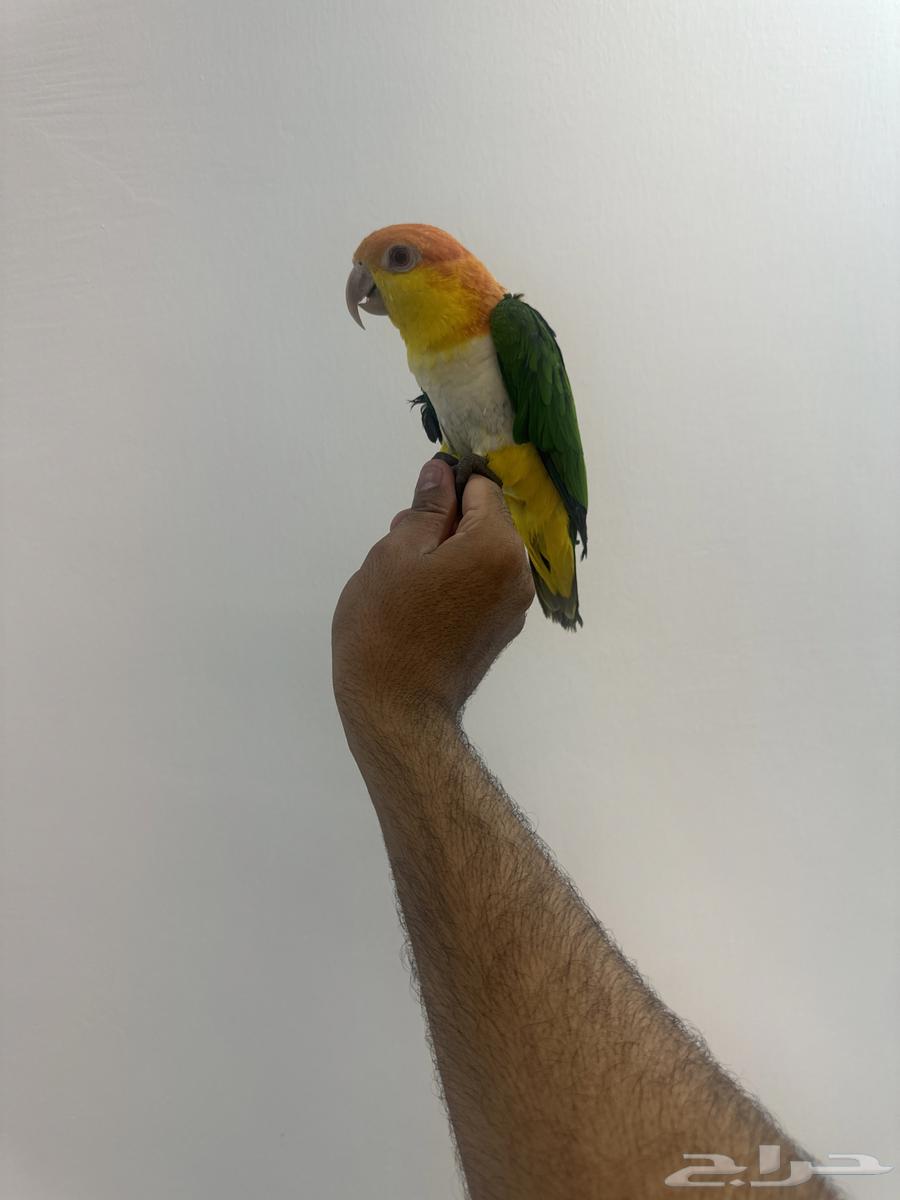 فرخ كايك وايت بلي64463874575745111