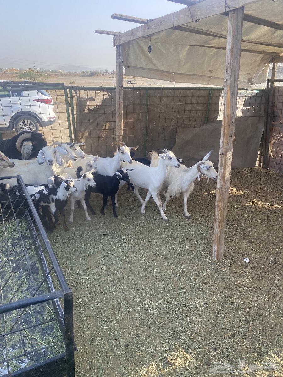 مع ا خلفات صغار تم البيع64464280537601112