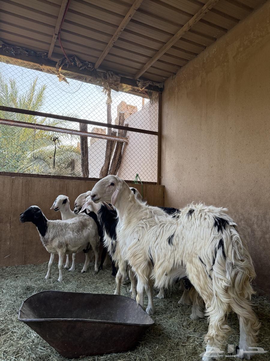 فحل للبيع64463224080385112