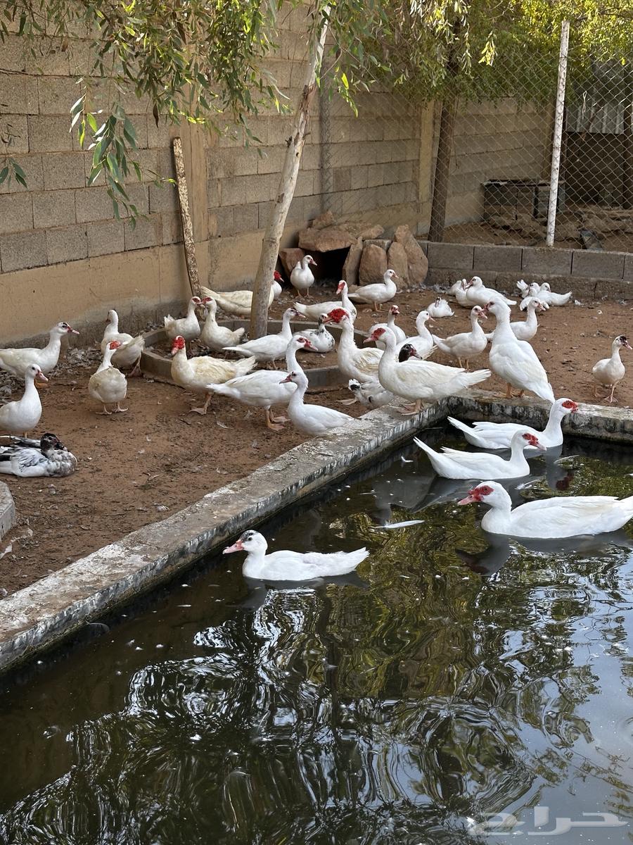 Muscovy Duck with Unique Color64458900646785111