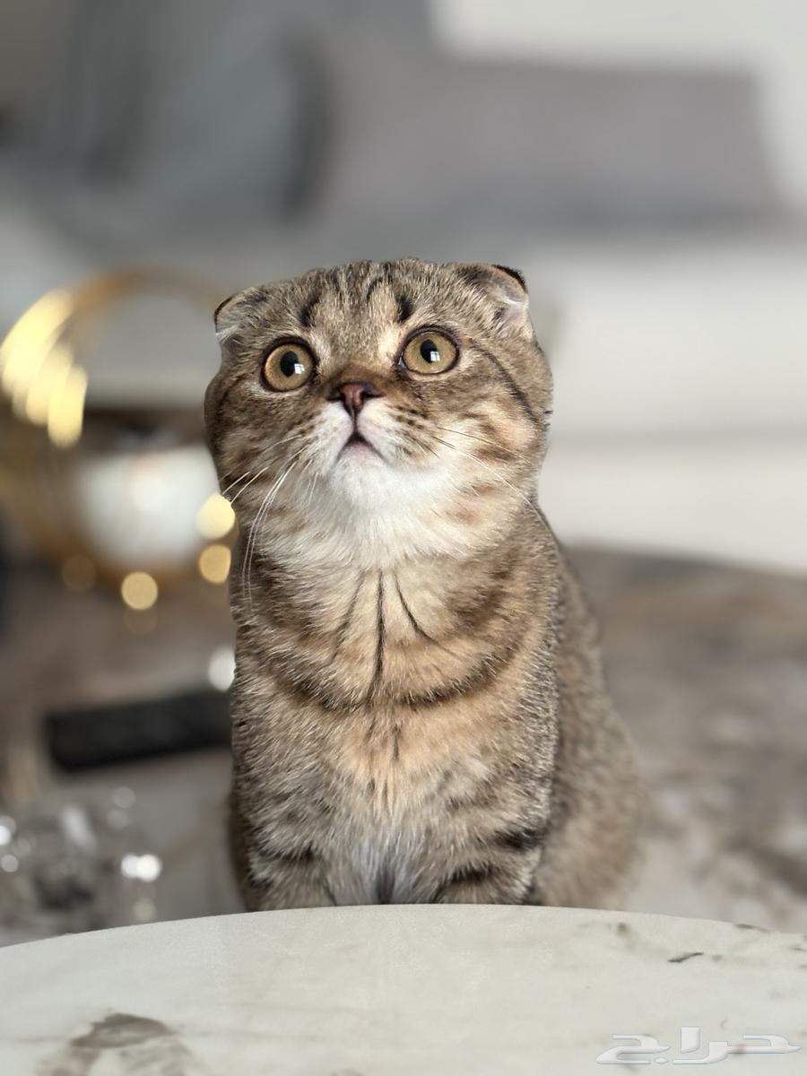 Scottish Fold Kitten64460802715777112
