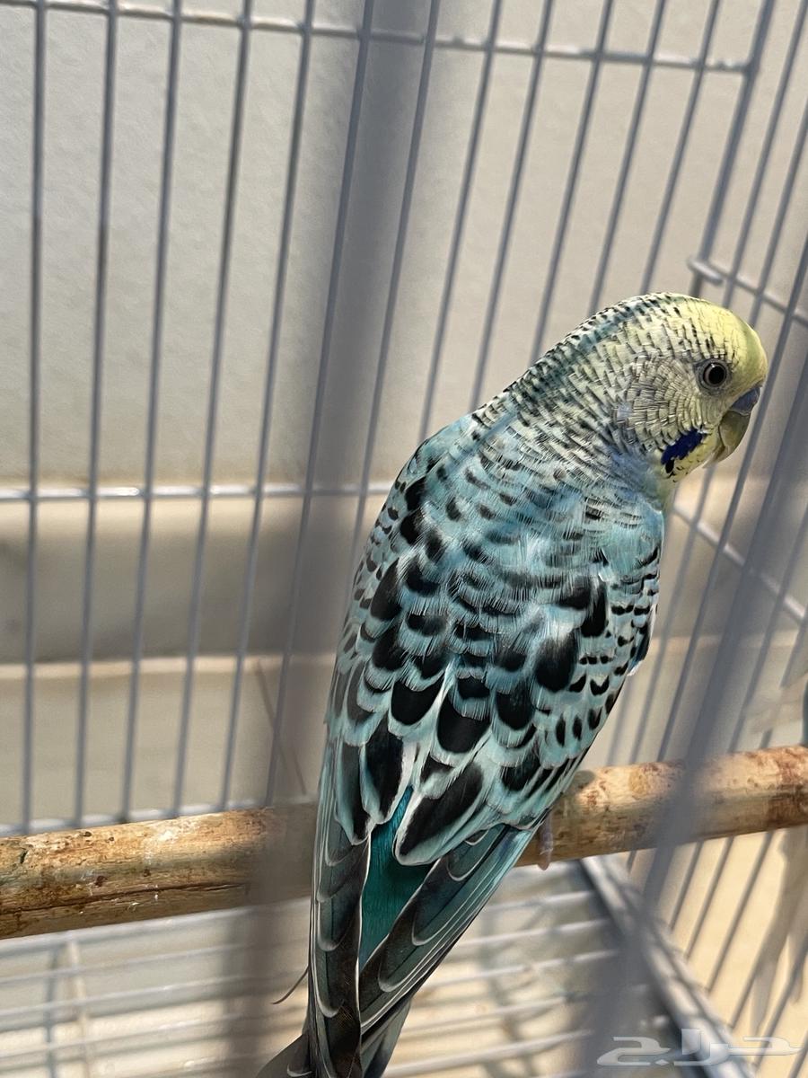 طيور للبيع64462555220738111