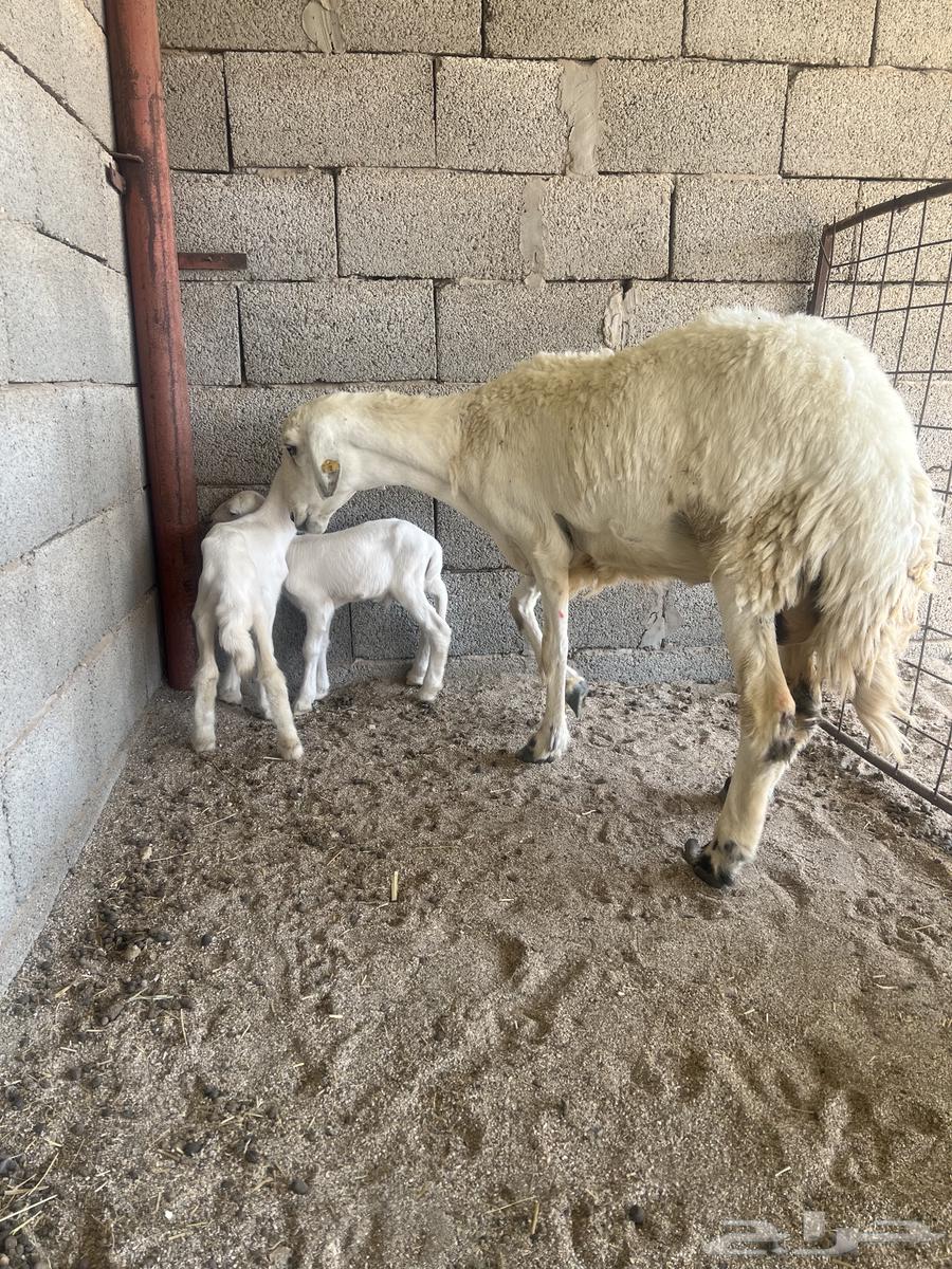 Hariyat Mutaouim 3 with her 664461282237698114