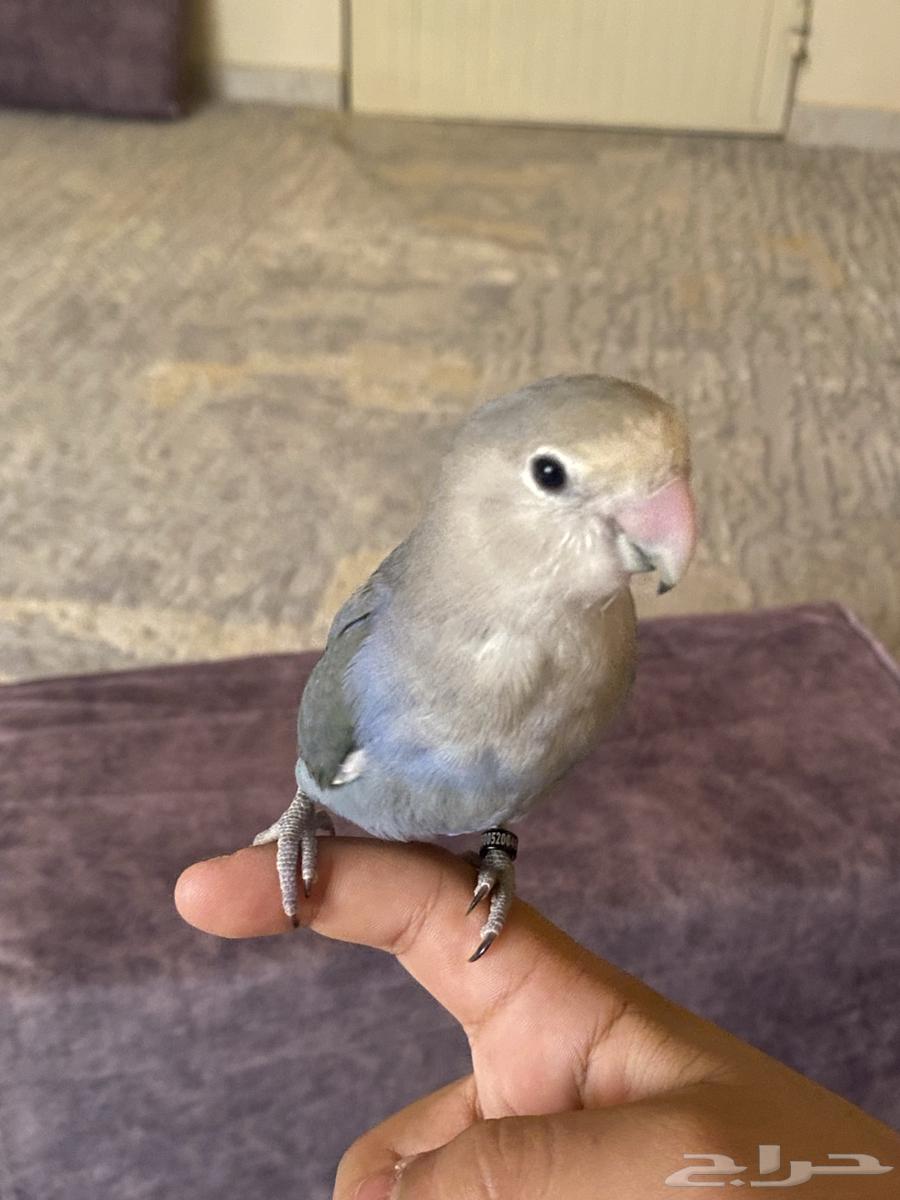 5-month-old rose bird, beautiful inside and outside, clean, non-biting, and in good health64459852577921111