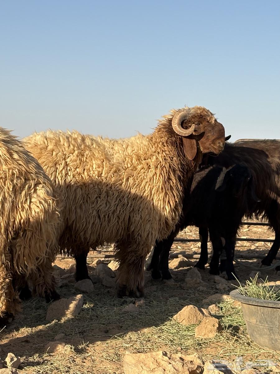 جذعان فواخر للبيع64463545268099111