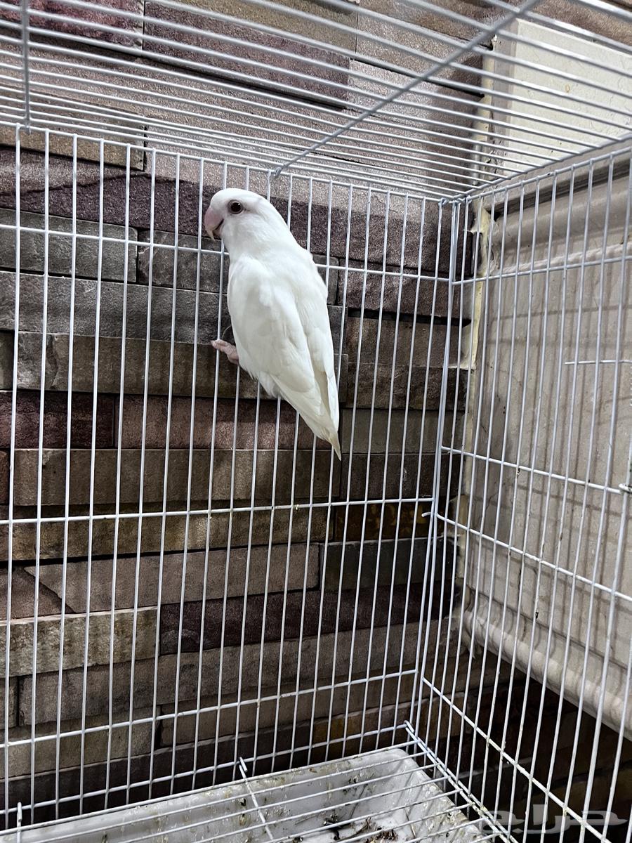 4 طيور كروان هولندية وطير روز64459260014721110