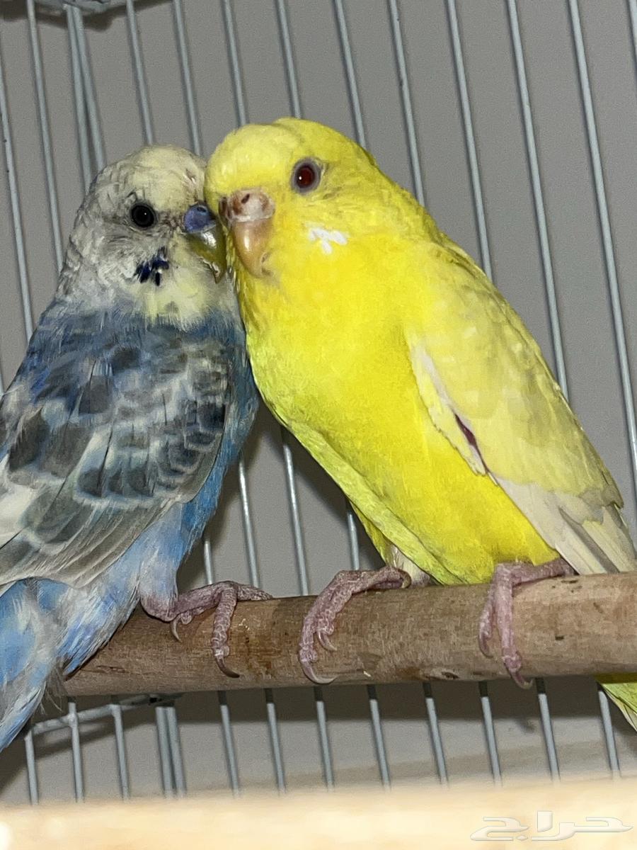 جوز بادجي جاهز للإنتاج البيع مستعجل64463559001217110