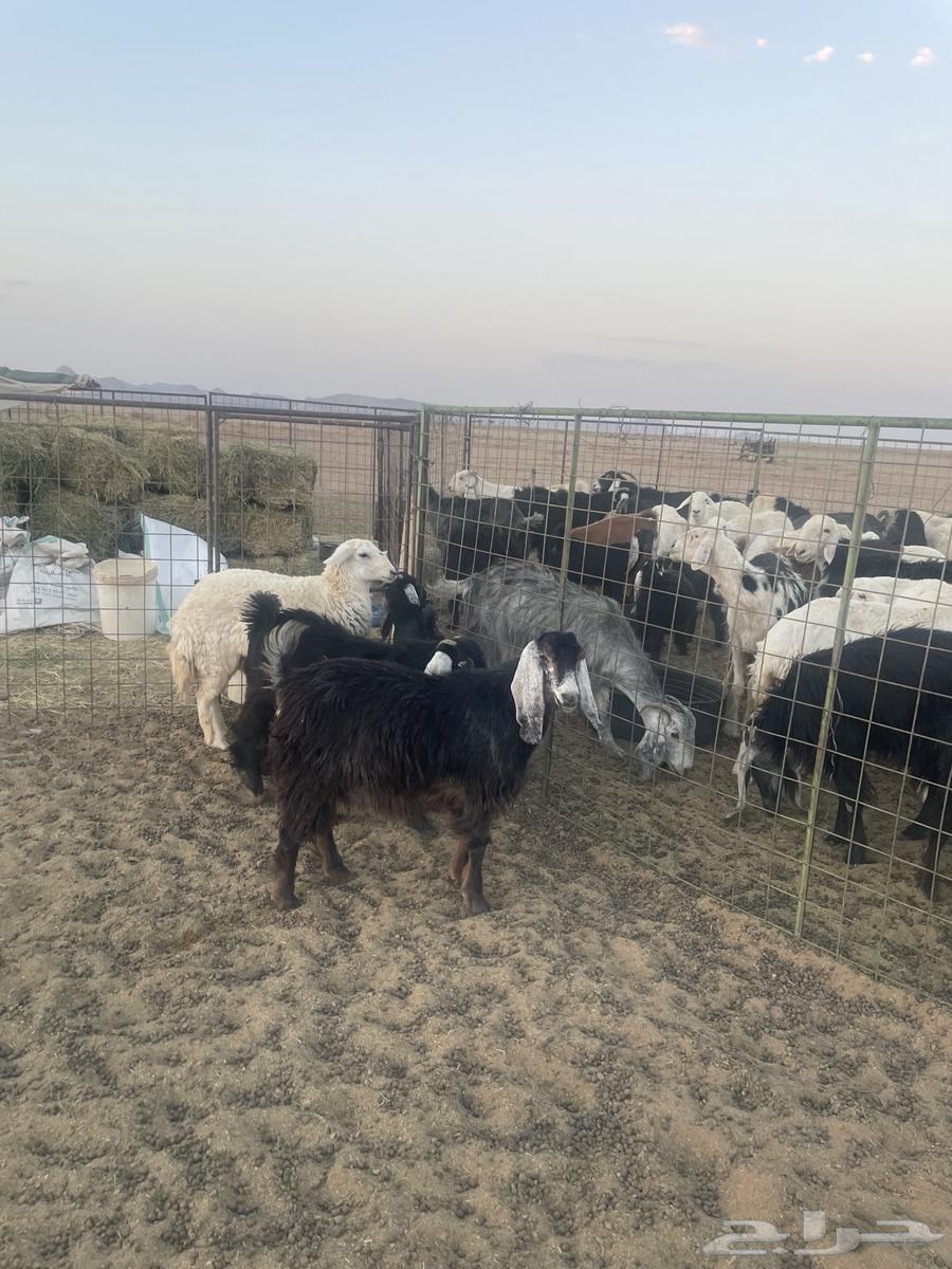 جفرات ورخل حريه مقاني64462212352258111