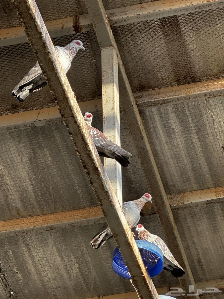 للبيع حمام قماري ابو جفن64460051324291112