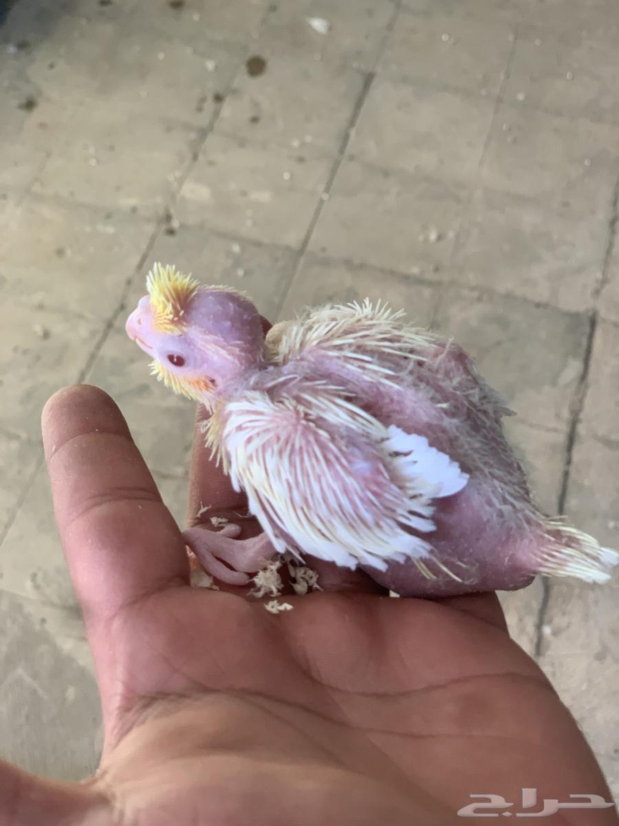 فروخ كروان لاتينو عيون احمر64460174739073111