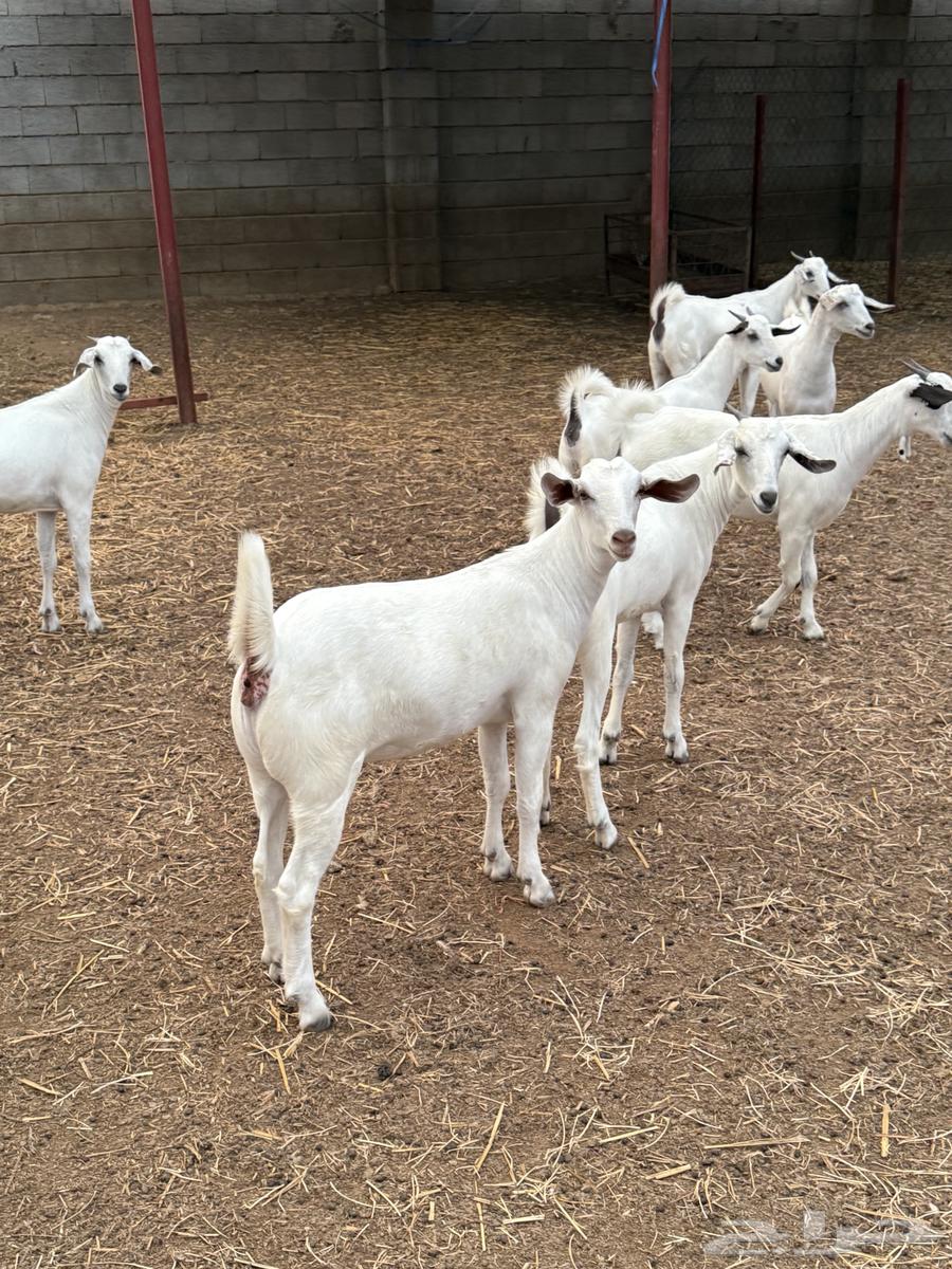 جفار بيشيات صنف64463390457218110