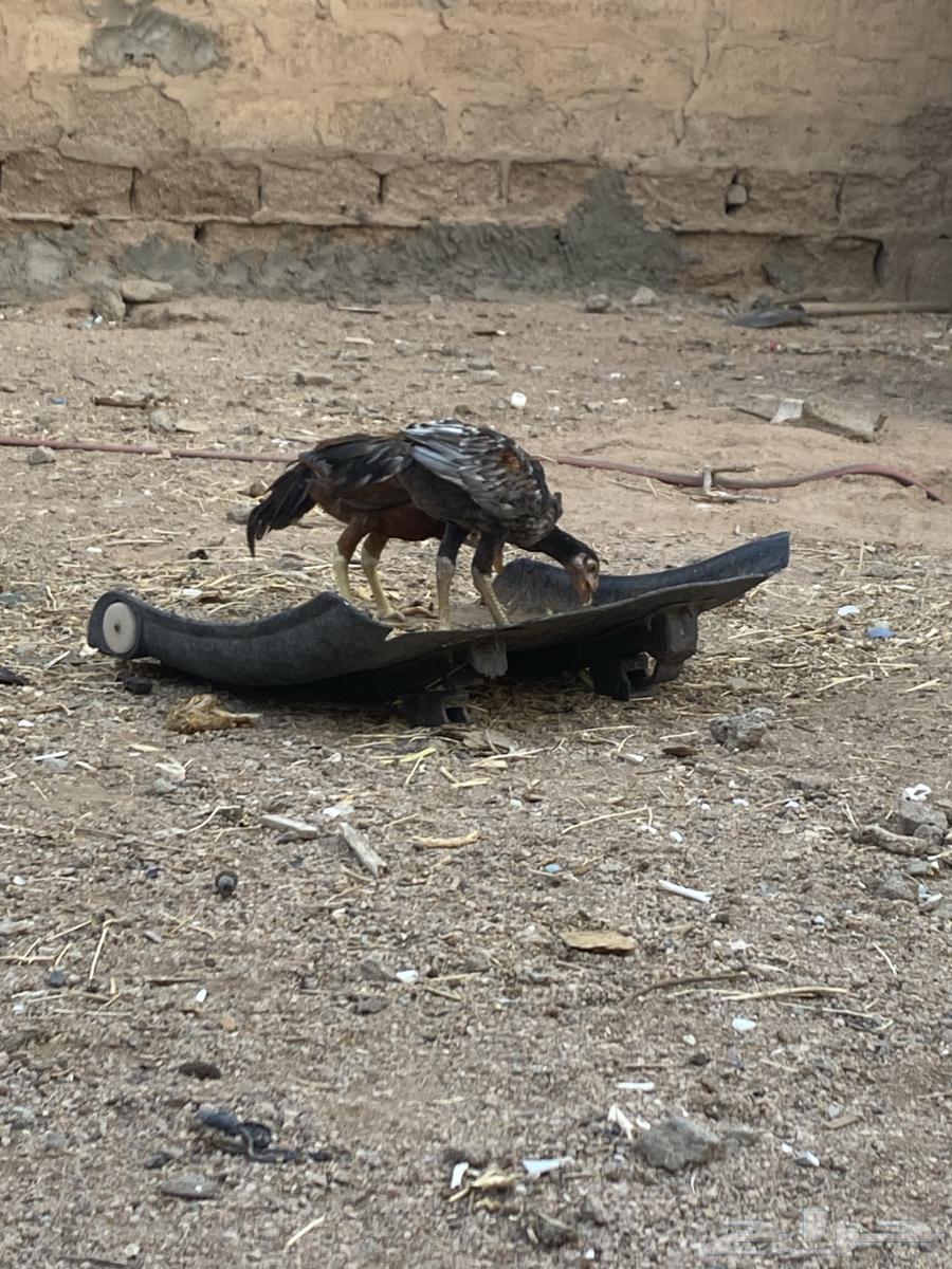 ديكه باكستانيه64462185338113112