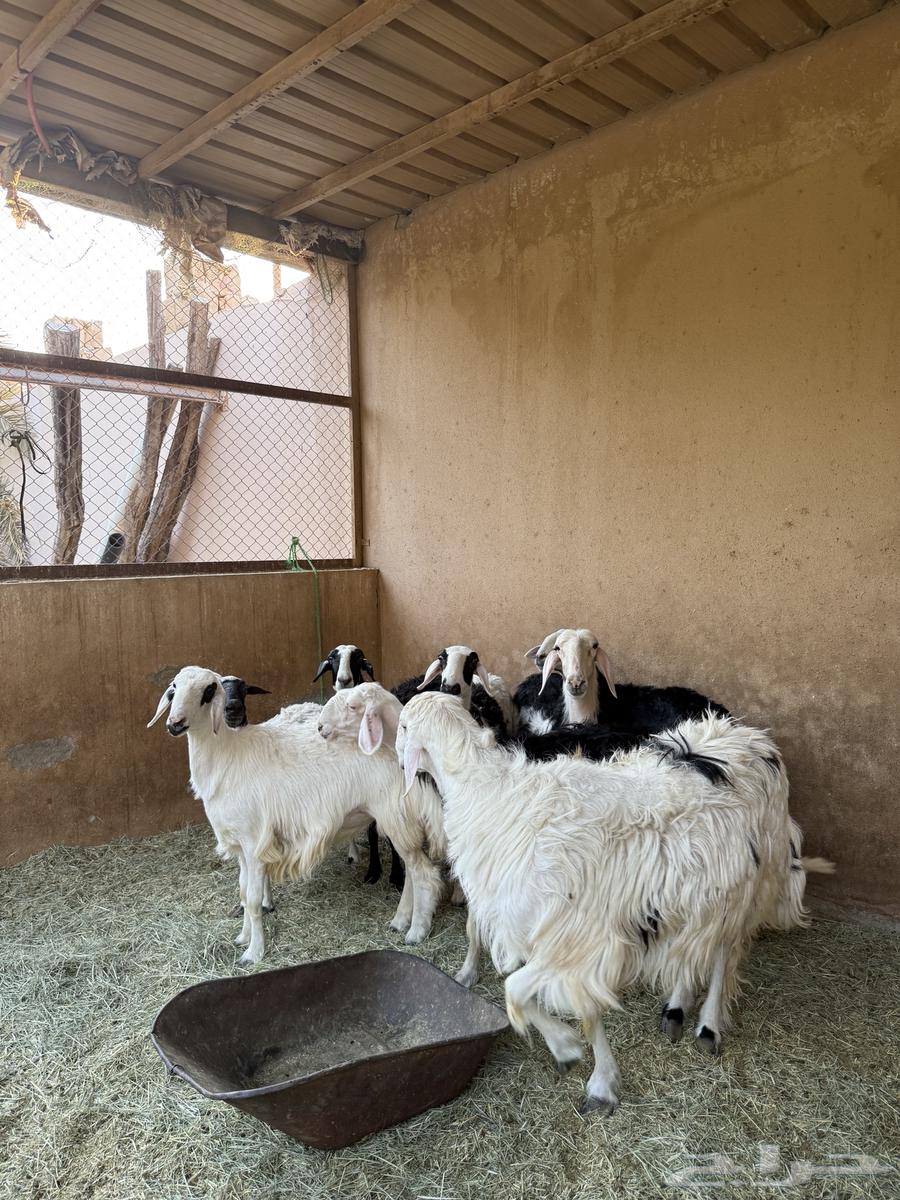 فحل للبيع64463224080385113